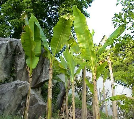 Mappina Riva * Locarno